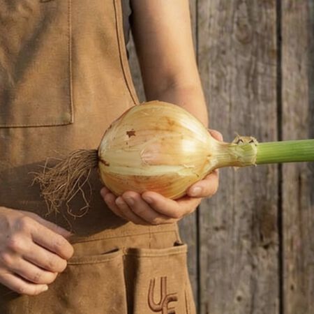 Ailsa Craig Exhibition, Onion Seeds - Packet image number null